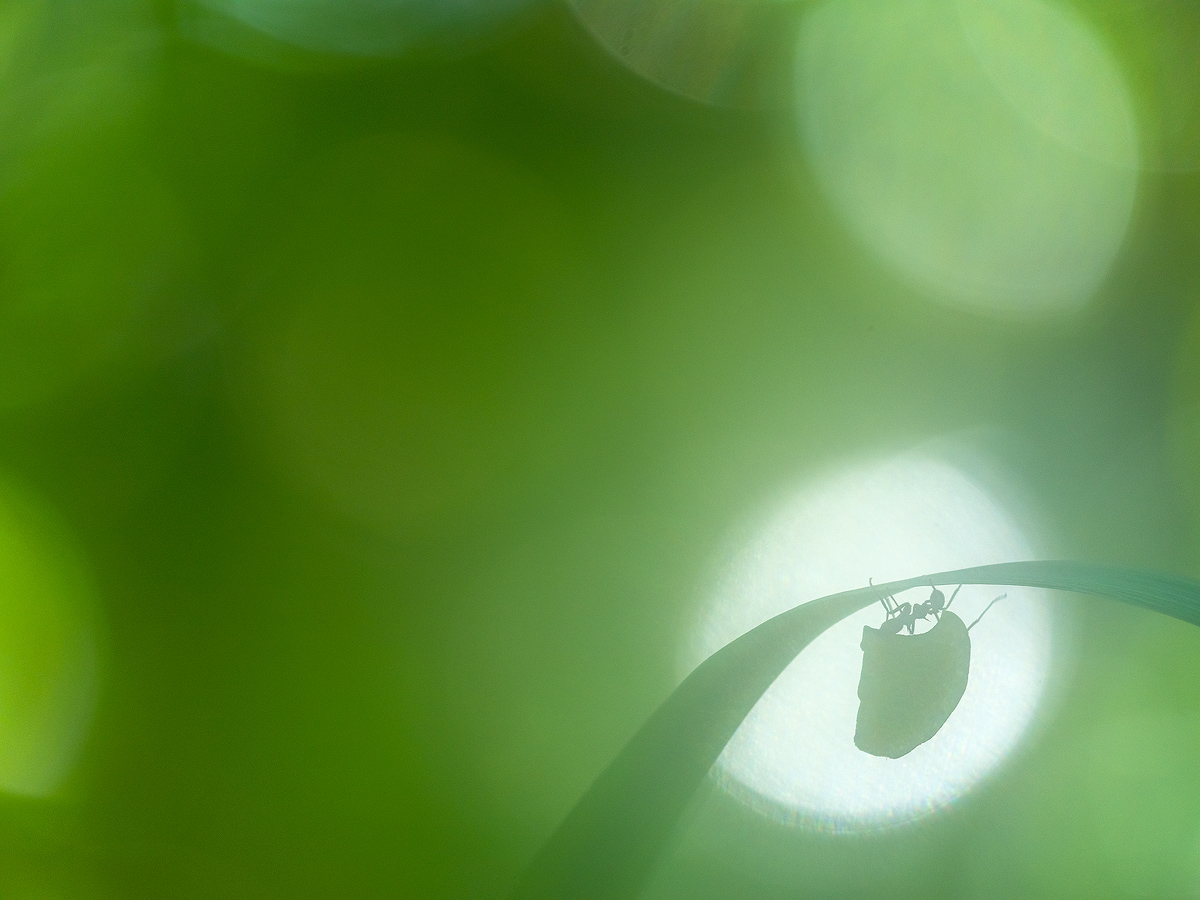 AMeniconzi Costa Rica Gulfu Dulce Leaf Cutter Ants Zompopos 0617tk