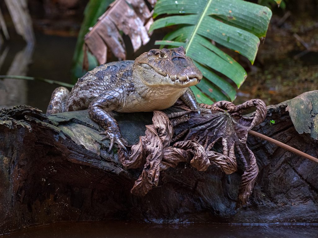 AMeniconzi Costa Rica Tortuguero 0407stk
