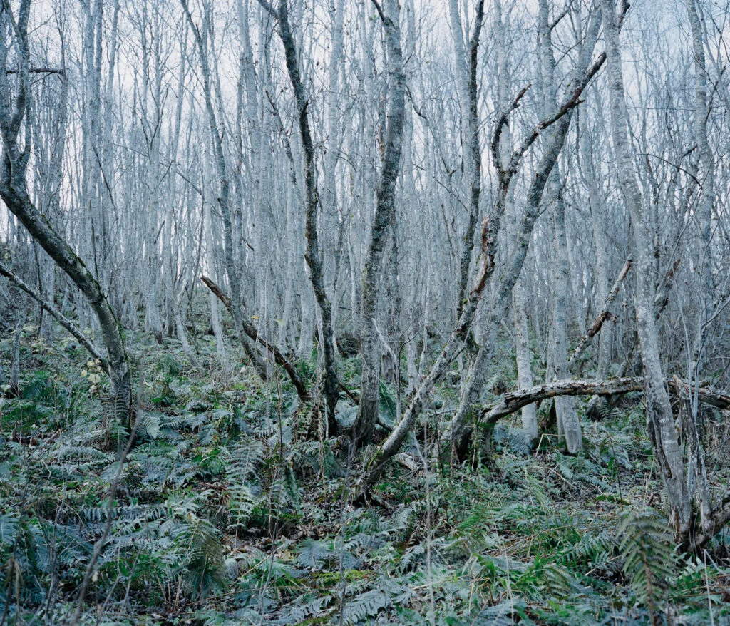 Erlenwald 1024x878 1