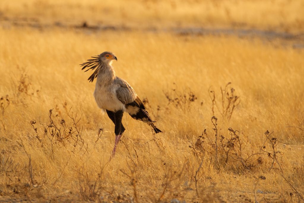 bird namibia sept 2022