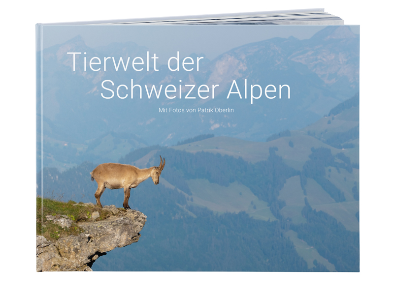 60000004 FB DD Hc A3 q