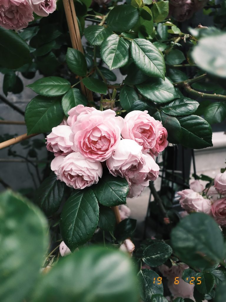 SHOT ON HALF DENNY 14