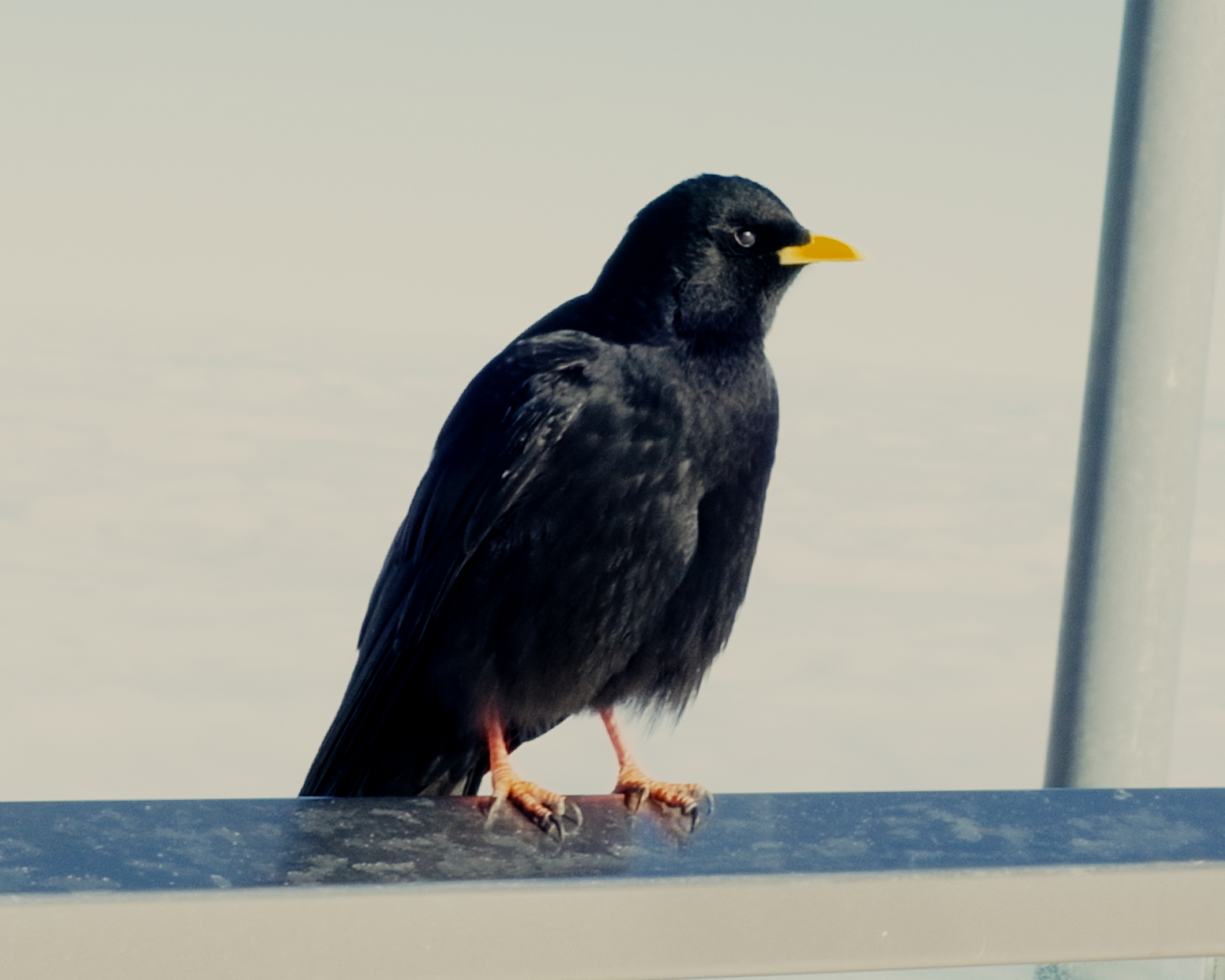 Still 2025 03 11 164629 1.17.1