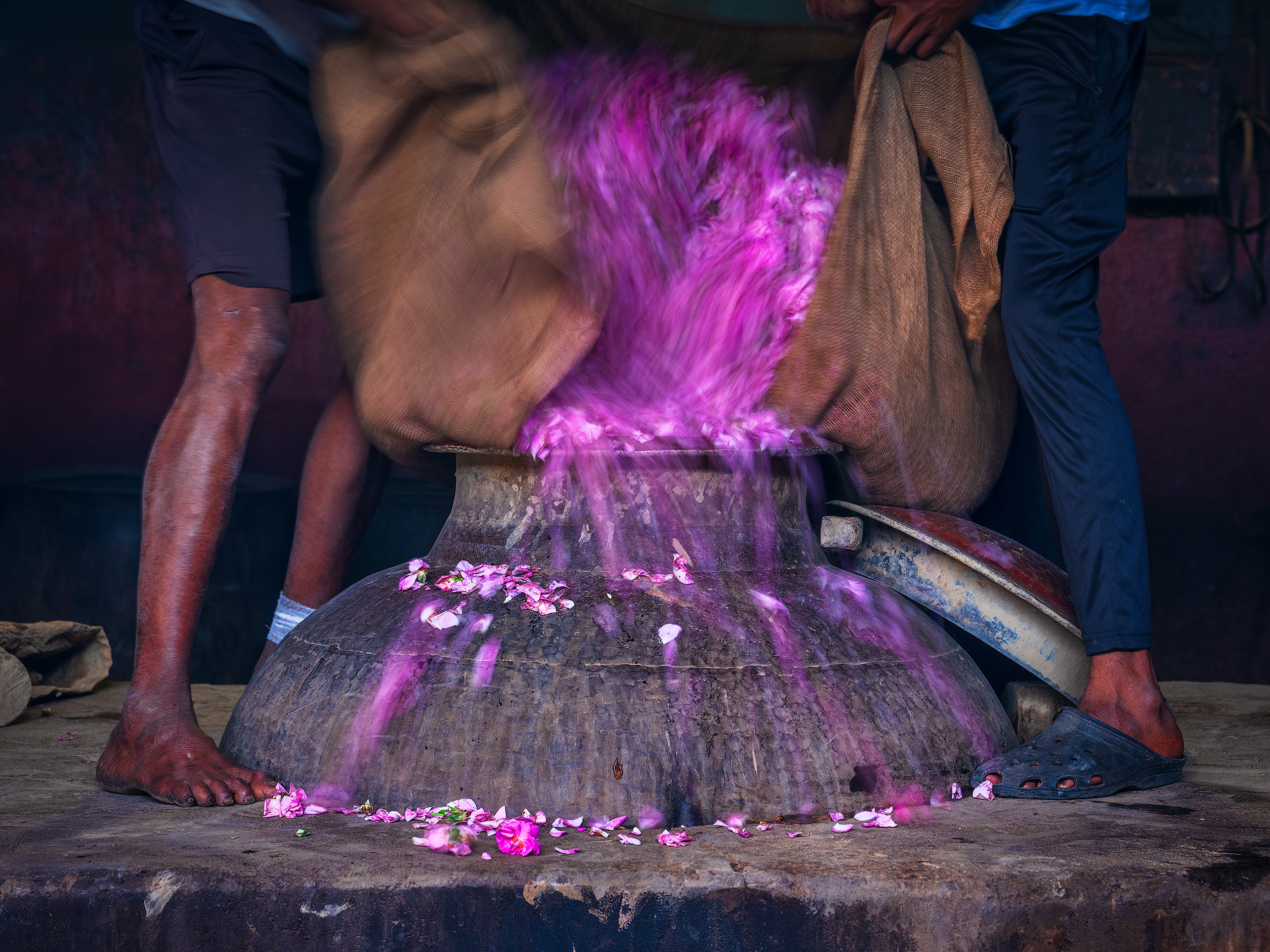 Two workers at the Pranav distillery take a jute sack filled with freshly picked rose petals and slowly pour it into the deg, the large copper cauldron used in traditional distillation. Each distillation cycle lasts about 6 to 8 hours and can require up to 40 kilograms of rose petals to produce only 3 grams of pure essential oil. This artisanal process, although labor-intensive and costly, is valued for extracting a higher-quality oil compared to industrial methods.
Once the petals are in the deg, a small amount of cold water is added, and the cauldron is gradually heated over a wood or coal fire. The heat causes the essential oils in the petals to evaporate, rising as vapor through a bamboo pipe called the chonga. This vapor then enters a second vessel, the bhapka, which contains sandalwood oil and is submerged in cold water to aid condensation. The resulting aromatic distillate is separated from the water and left to mature to refine its fragrance.