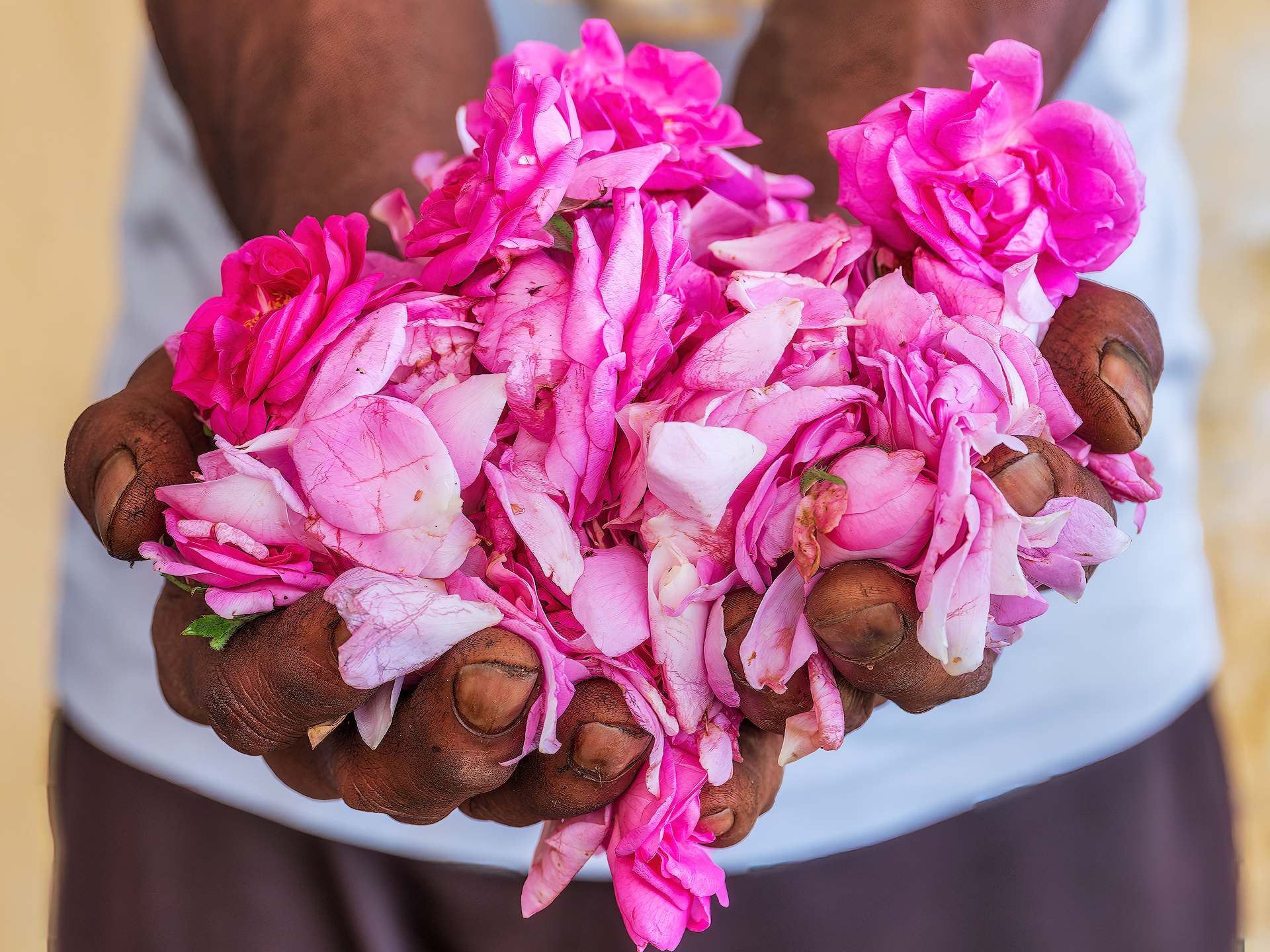 In the traditional distilleries of Kannauj, known as the “Grasse of India” for its production of natural perfumes (attar), the variety of rose most commonly used is Rosa damascena, also known as the Damask rose.
This variety is especially prized for its intense, sweet, and long-lasting fragrance. It is cultivated in several regions of northern India, particularly in Uttar Pradesh and Rajasthan, which are often the source of the raw material used in the distilleries of Kannauj.