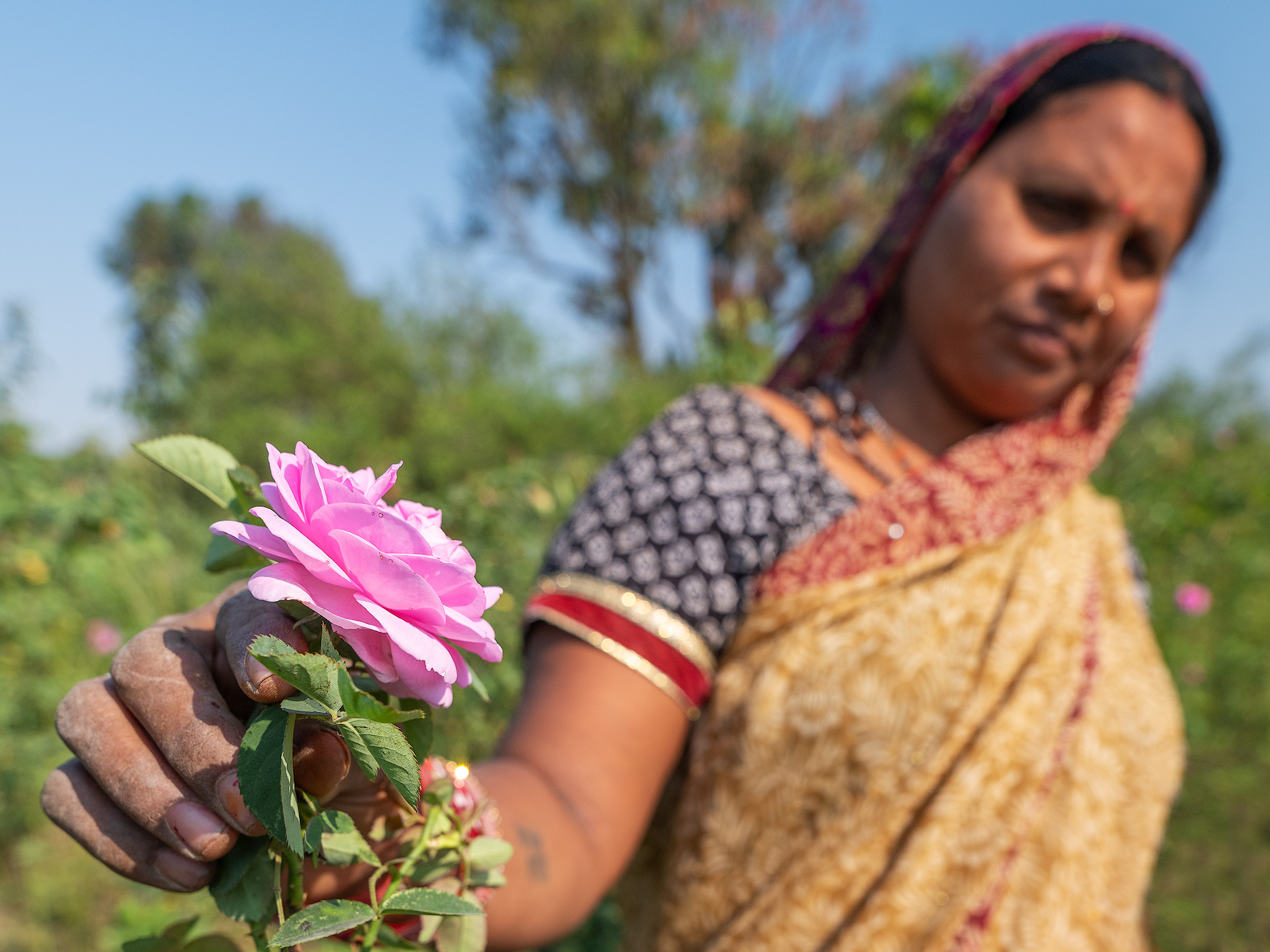 In Kannauj, in the Indian state of Uttar Pradesh, rose cultivation is a centuries-old tradition closely linked to the production of attar, natural perfumes distilled using artisanal methods; the cultivation covers about 250 hectares, mainly in the Kannauj development block, managed by numerous small local farmers, with roses mostly coming from Aligarh and surrounding areas, handpicked at dawn and delivered immediately to the distilleries because the petals are very delicate and deteriorate quickly, losing fragrance and quality if not processed right away. Kannauj is famous for its light pink Damask rose, which is highly valued for its fragrance and is the primary flower used in traditional perfume production.