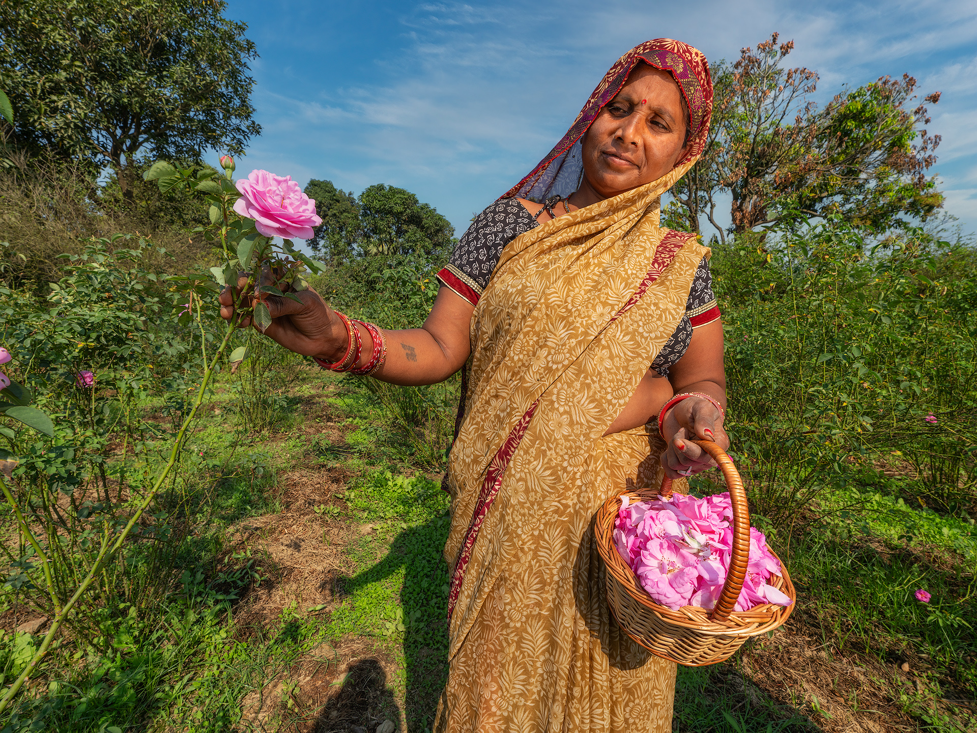 In Kannauj, in the Indian state of Uttar Pradesh, rose cultivation is a centuries-old tradition closely linked to the production of attar, natural perfumes distilled using artisanal methods; the cultivation covers about 250 hectares, mainly in the Kannauj development block, managed by numerous small local farmers, with roses mostly coming from Aligarh and surrounding areas, handpicked at dawn and delivered immediately to the distilleries because the petals are very delicate and deteriorate quickly, losing fragrance and quality if not processed right away. Kannauj is famous for its light pink Damask rose, which is highly valued for its fragrance and is the primary flower used in traditional perfume production.