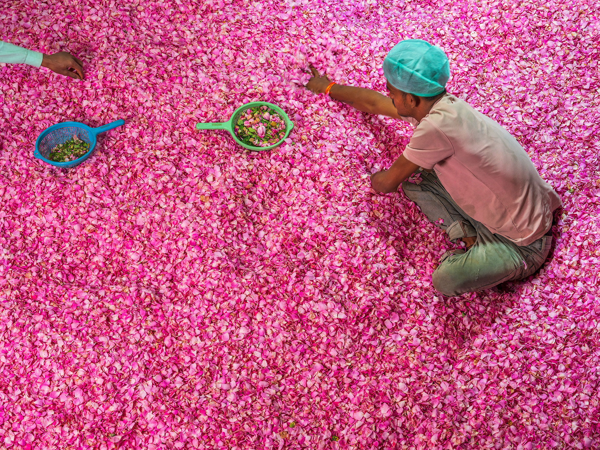 In Kannauj, a city in Uttar Pradesh known as the “perfume capital” of India, the production of rose attar follows a traditional, artisanal process passed down through generations. After the rose petals are handpicked at dawn, they are brought into large rooms where, in most cases, men are responsible for the selection: they remove the stems and discard anything unsuitable for distillation. Women, on the other hand, more often work with jasmine flowers, which require greater delicacy — their smaller hands are ideal for handling these fragile petals without damaging them. This work provides an income opportunity for both men and women in the village, contributing to the local economy.