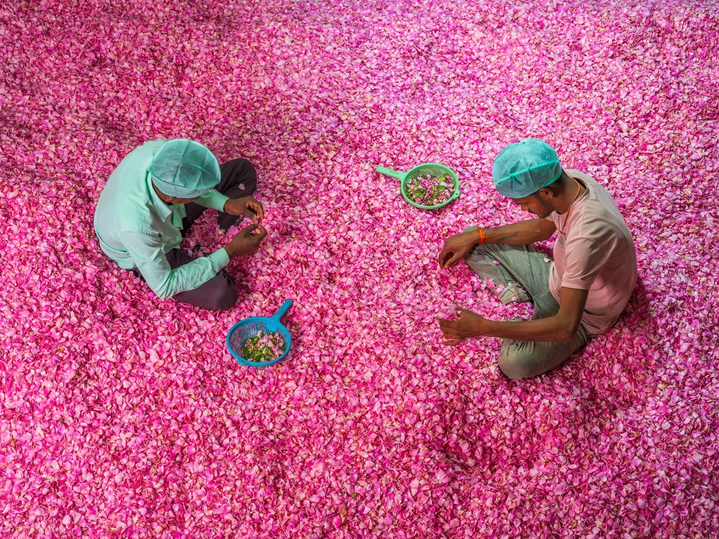 FD AlessandraMeniconzi 1884