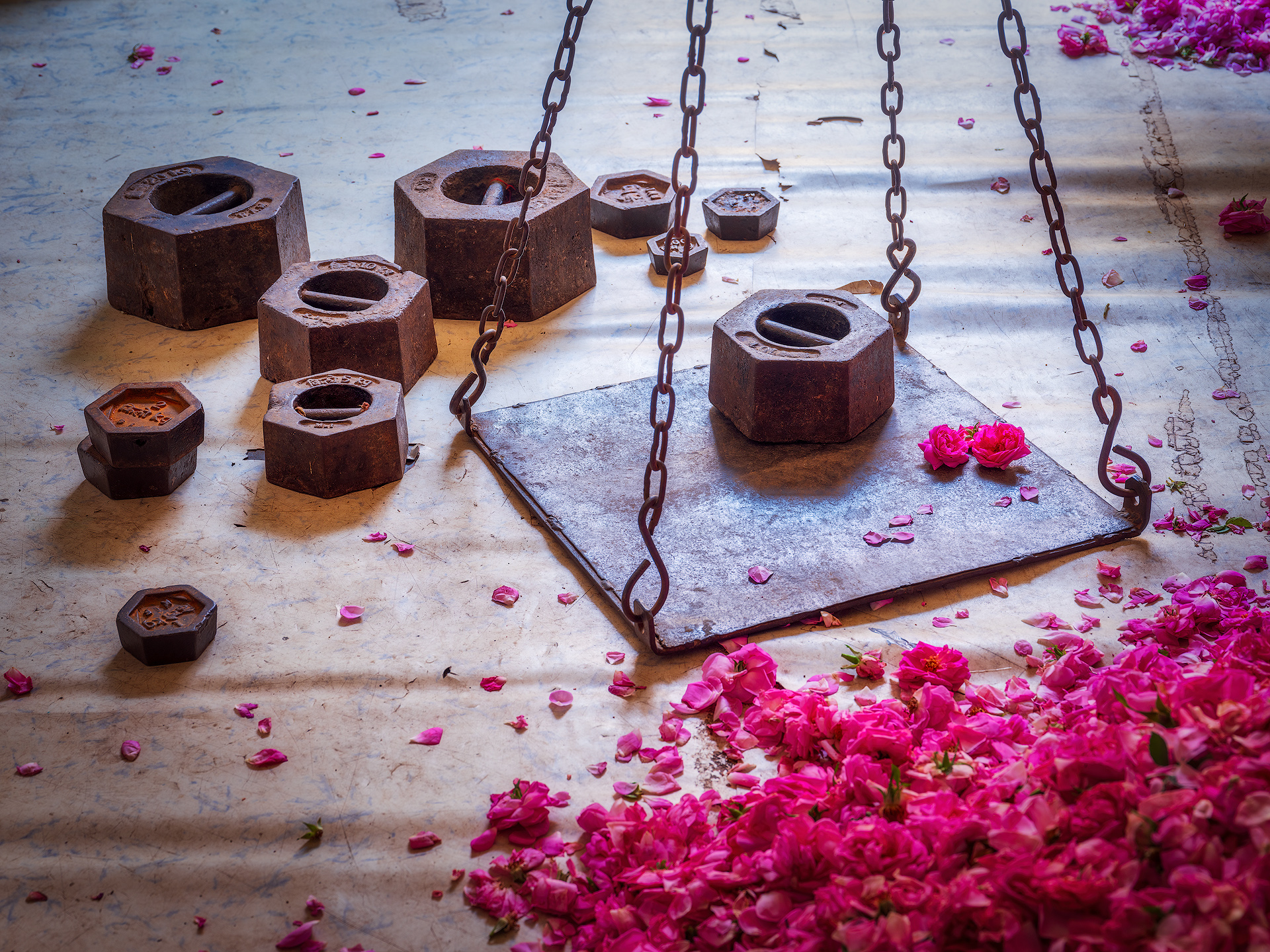 In Kannauj, a city in Uttar Pradesh known as the “perfume capital” of India, the production of rose attar follows a traditional, artisanal process passed down through generations. After the rose petals are handpicked at dawn, they are weighed before being purchased, ensuring fair compensation for the harvesters. Kelkar & Son Distillery