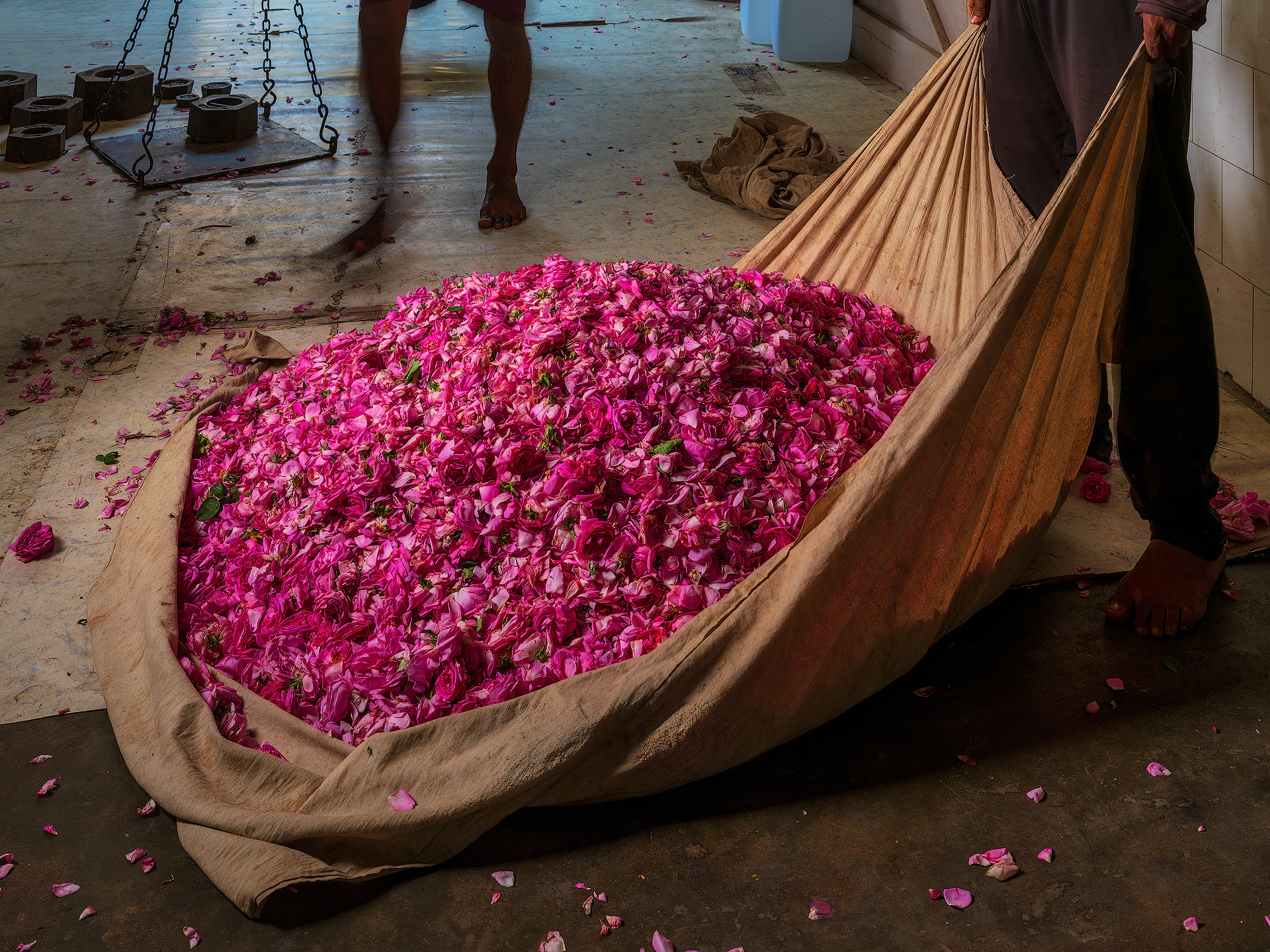 In Kannauj, a city in Uttar Pradesh known as the “perfume capital” of India, the production of rose attar follows a traditional, artisanal process passed down through generations. After the rose petals are handpicked at dawn, they are weighed before being purchased, ensuring fair compensation for the harvesters. Kelkar & Son Distillery