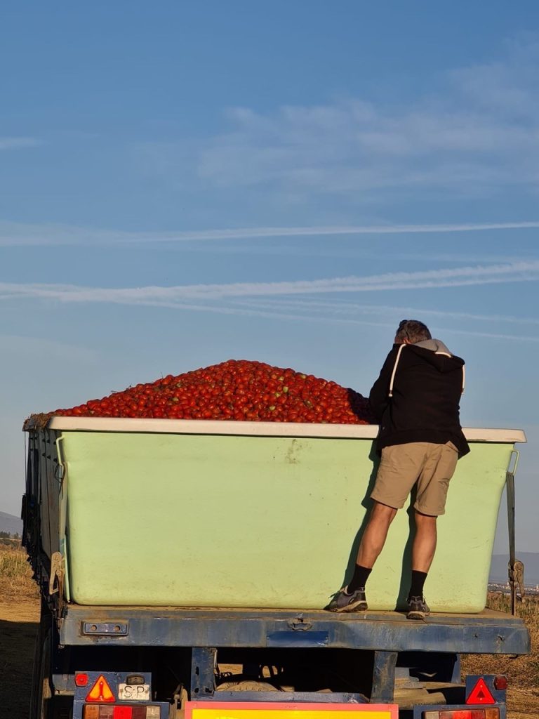bts Tomato Travels Rhis Daniel