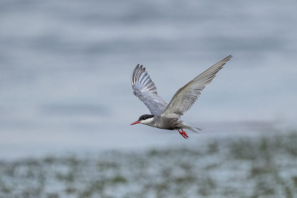 CN Yun Zhong XF400mmF4.5 R LM OIS WR (7)
