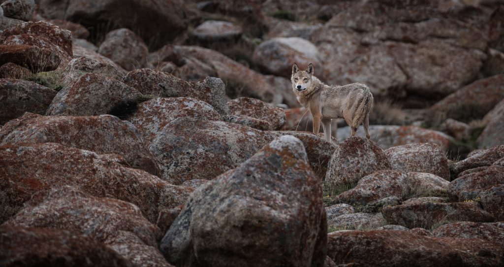 SG William Chua XF400mmF4.5 R LM OIS WR (34)