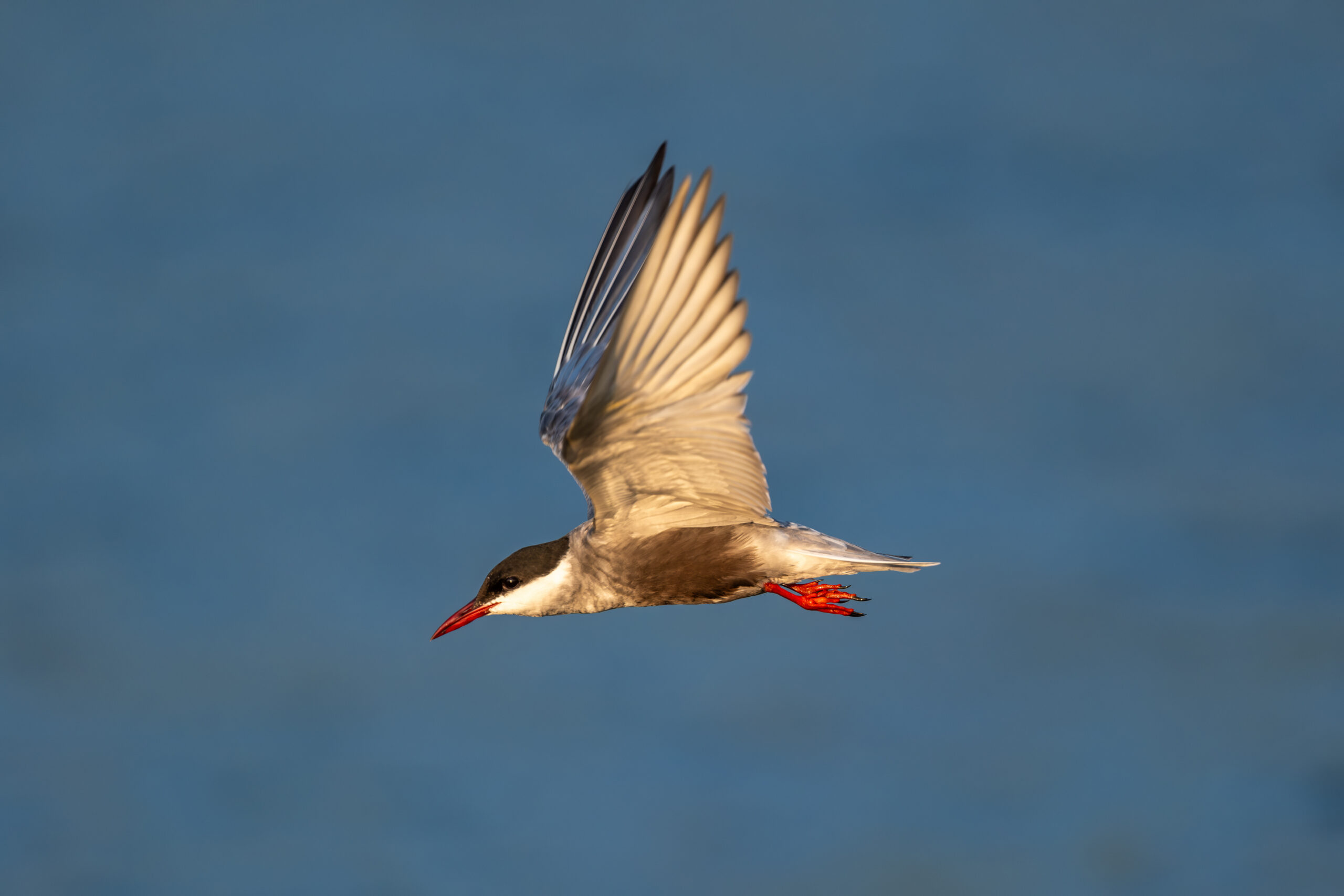 XF400mm image 1 scaled 1