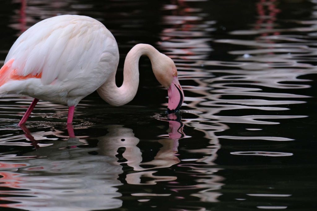 XF400mm image 5 2